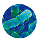 Management antimikrobiální rezistence