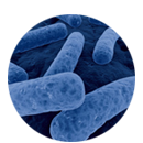 Clostridium difficile - management infekcí